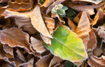 Churchyard leaves and new shoot, Rewe