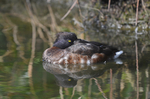 Tufted Duck