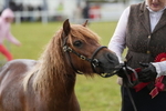 DSC04635