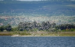 Sandwich Terns