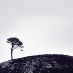 Sentinel