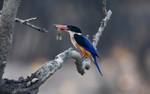Black-capped Kingfisher