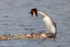 Great Crested Grebe (Podiceps cristatus) mating
