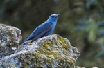 Blue Rock Thrush