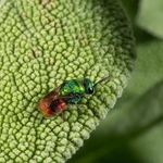 Ruby-tailed wasp (Chrysis ignita)