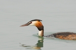 Wet Grebe