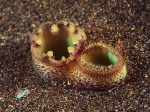 Lutraria lutraria (siphon) TBC