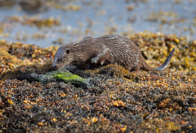Eurasian Otter - Isle of Mull - Scotland