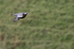 Woodpigeon in flight, The Coombes National Trust