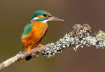 KINGFISHER no 8