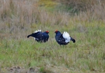 Black Grouse