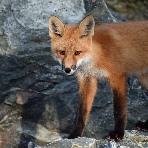A red fox kit @ 10 weeks old.