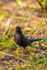 Blackbird Turdus merula-1854