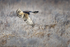 Hen Harrier (Circus cyaneus) hunting