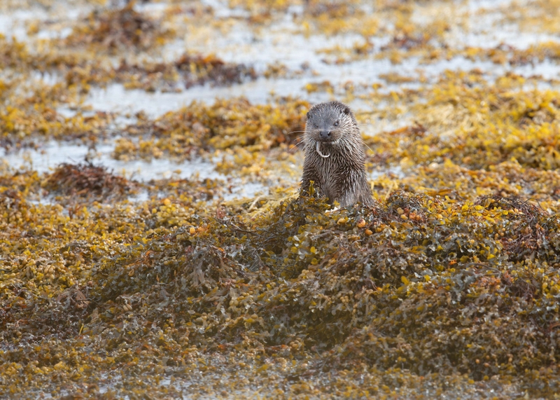 Eurasian Otter - Isle of Mull - Scotland