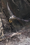 Up, Up and Away! - Peregrine Falcon - 4 of 4