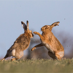 1st Open  51 Brown Hares Boxing