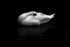 Swan 08
