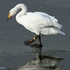 Whooper Swan