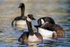 Geese 2 12 x 18