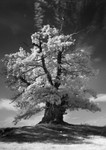 White Leaved Oak 2