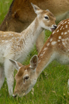 Fallow Deer ref fd 10c