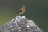 Whinchat