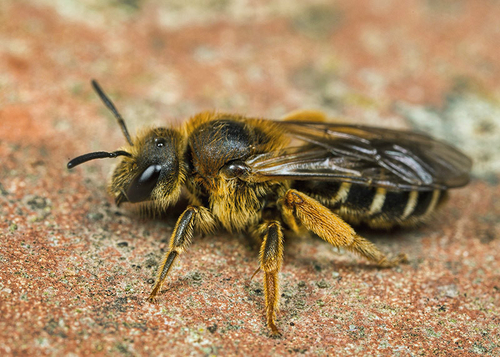[I]Halictus rubicundus[/I] female. Warwickshire, April 2014.