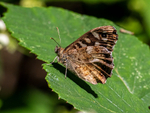 Speckled Wood
