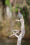 Green Heron perched on tree stump, Blue Cypress Lake, Florida