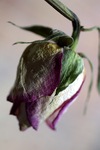 Flowers Set 12 - 03