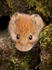Bank Vole (01)