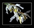 Coelogyne cristata 'Citrina'