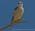 Black shouldered kite