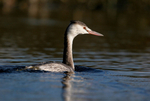 Grebe