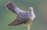 Male Cuckoo