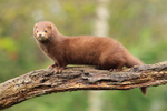 Mink portfolio