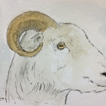 Ram