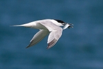 Sandwich Tern 3