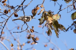 Bird Black Backed Puffback