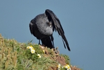 Jackdaw