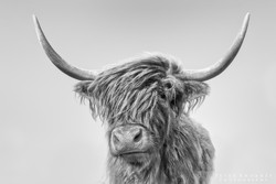 Highland Cow 014