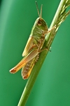 Grasshopper