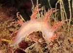 Dendronotus europaeus