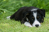 Skye Sheepdog Puppy 1