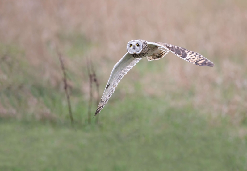 Short Eared Owl