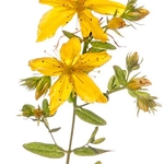Perforate St John's Wort (Hypericum perforatum)