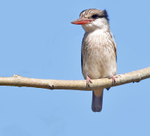 Striped Kingfisher
