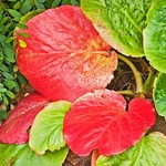 Bergenia leaves