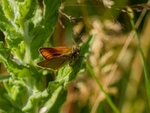 Essex Skipper